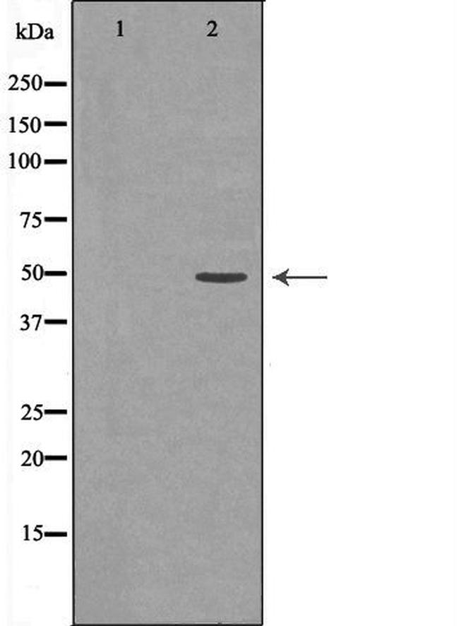 JNK2 Antibody in Western Blot (WB)