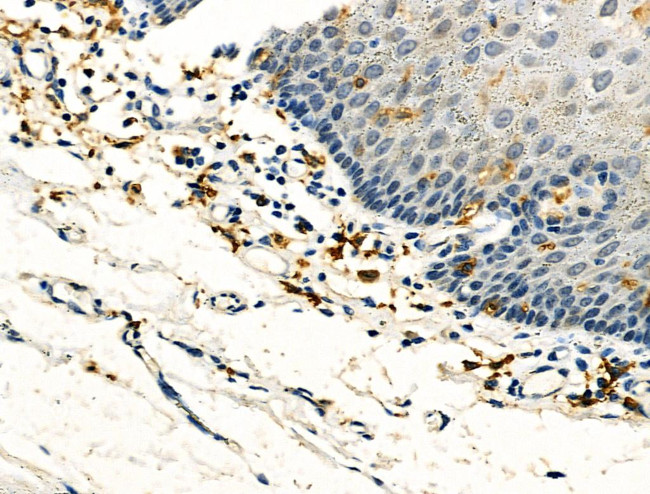 FCGR2A Antibody in Immunohistochemistry (Paraffin) (IHC (P))