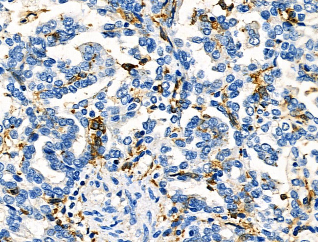 FCGR2A Antibody in Immunohistochemistry (Paraffin) (IHC (P))