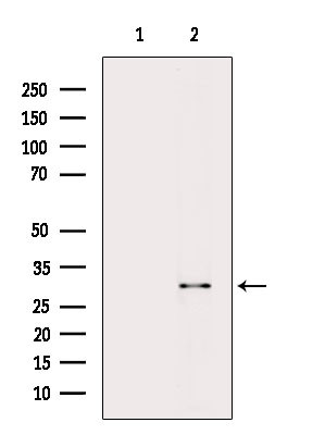 HLA-DR/DP Antibody in Western Blot (WB)