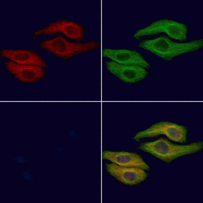 LIPC Antibody in Immunocytochemistry (ICC/IF)