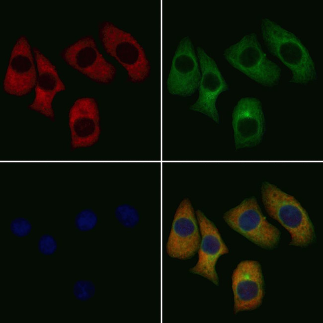 Factor X/Xa Antibody in Immunocytochemistry (ICC/IF)