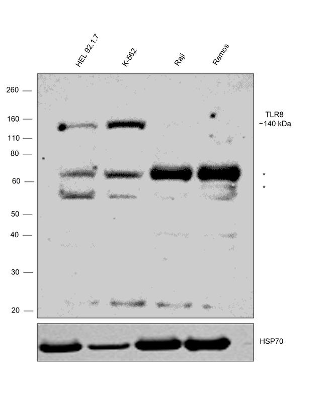 TLR8 Antibody in Western Blot (WB)