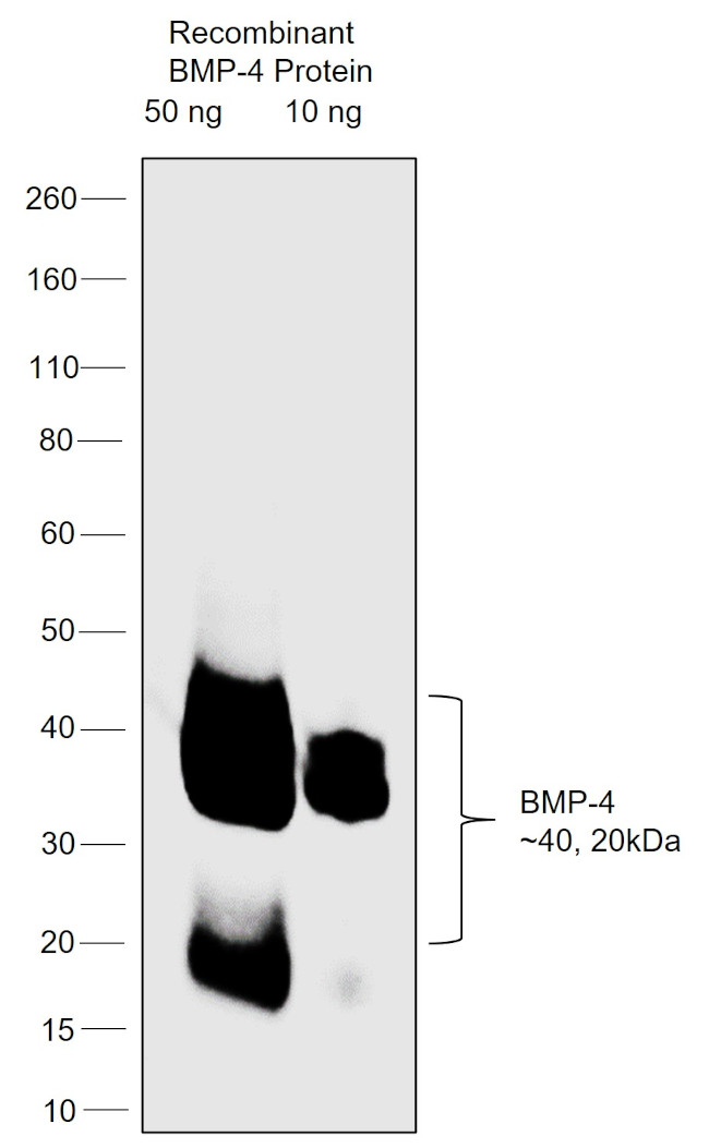 Bmp4 Antibody in Western Blot (WB)