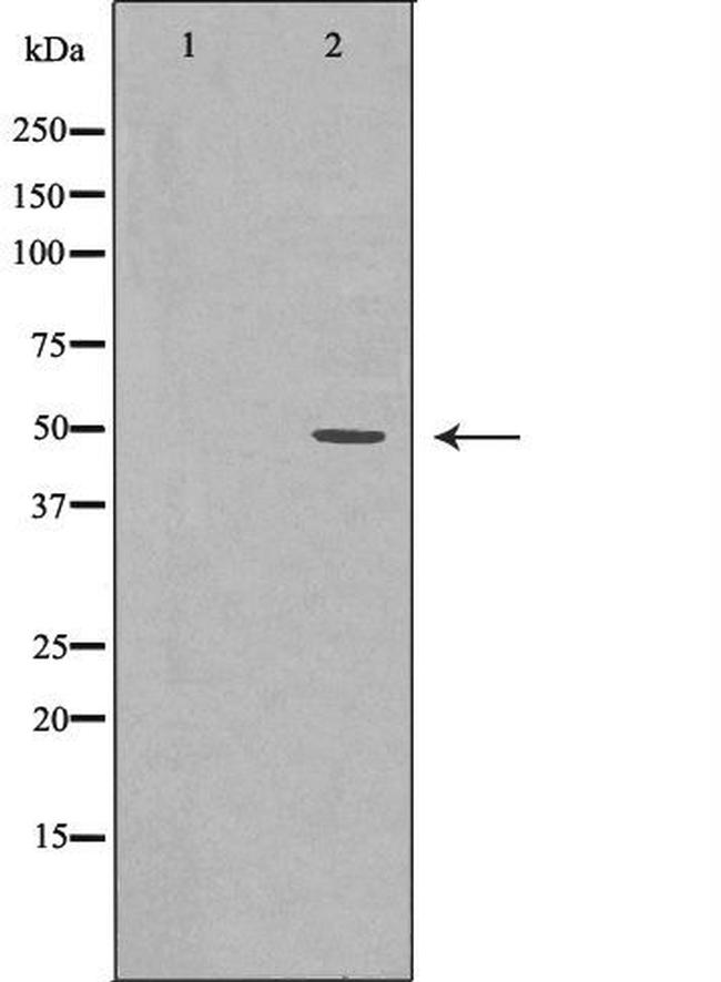 Bmp4 Antibody in Western Blot (WB)