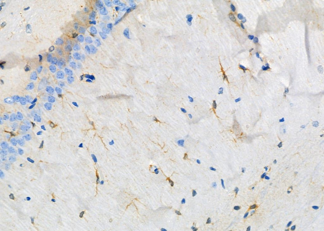 IFN beta Antibody in Immunohistochemistry (Paraffin) (IHC (P))