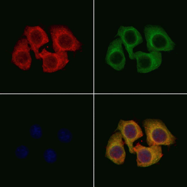 KIR3DL1 Antibody in Immunocytochemistry (ICC/IF)