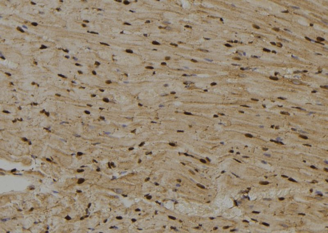 MBP Antibody in Immunohistochemistry (Paraffin) (IHC (P))