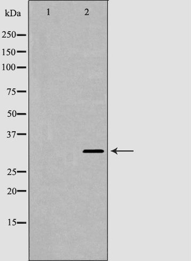 MBP Antibody in Western Blot (WB)