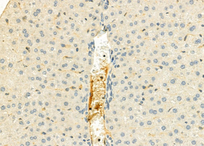 Kininogen 1 Antibody in Immunohistochemistry (Paraffin) (IHC (P))