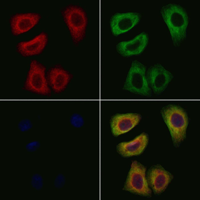 KIR2DL1 Antibody in Immunocytochemistry (ICC/IF)