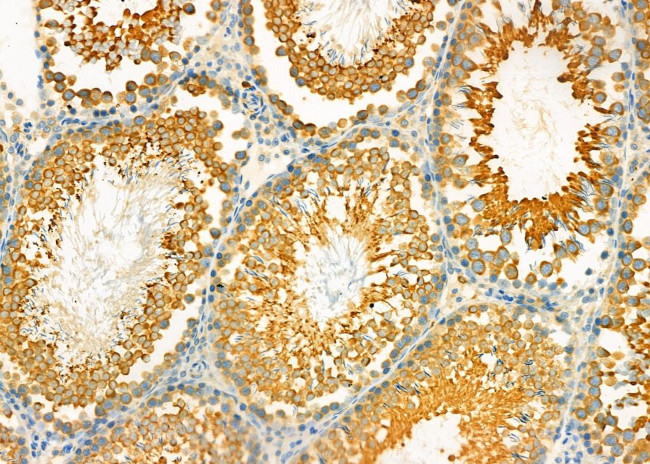 Uteroglobin Antibody in Immunohistochemistry (Paraffin) (IHC (P))