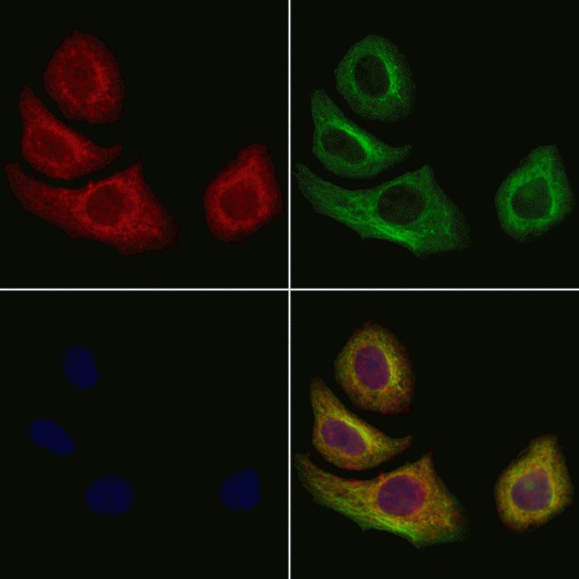 Uteroglobin Antibody in Immunocytochemistry (ICC/IF)