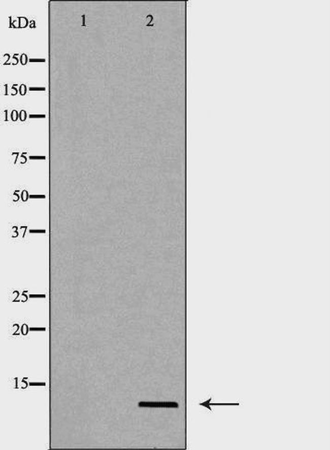 Uteroglobin Antibody in Western Blot (WB)