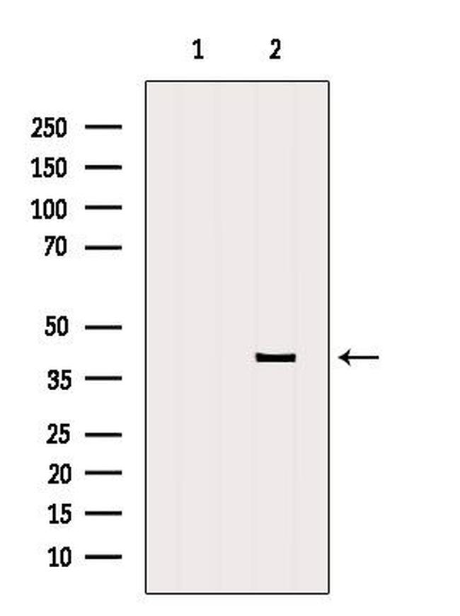 CSN5 Antibody in Western Blot (WB)