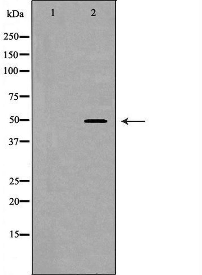 MOK Antibody in Western Blot (WB)