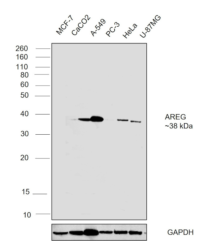 Amphiregulin Antibody in Western Blot (WB)