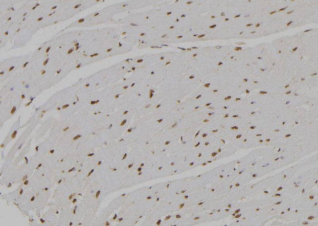 Amphiregulin Antibody in Immunohistochemistry (Paraffin) (IHC (P))