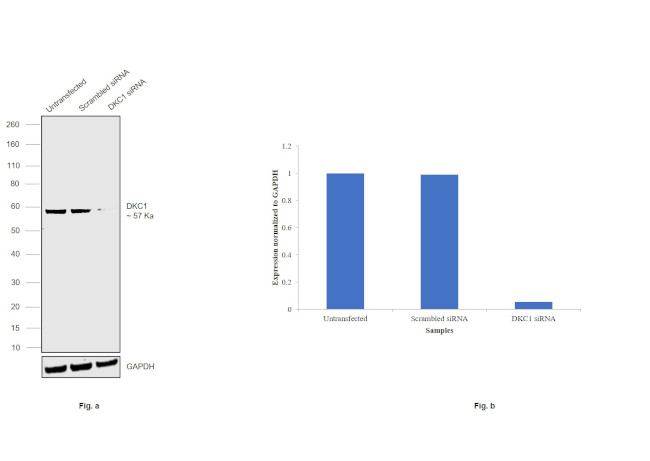 DKC1 Antibody