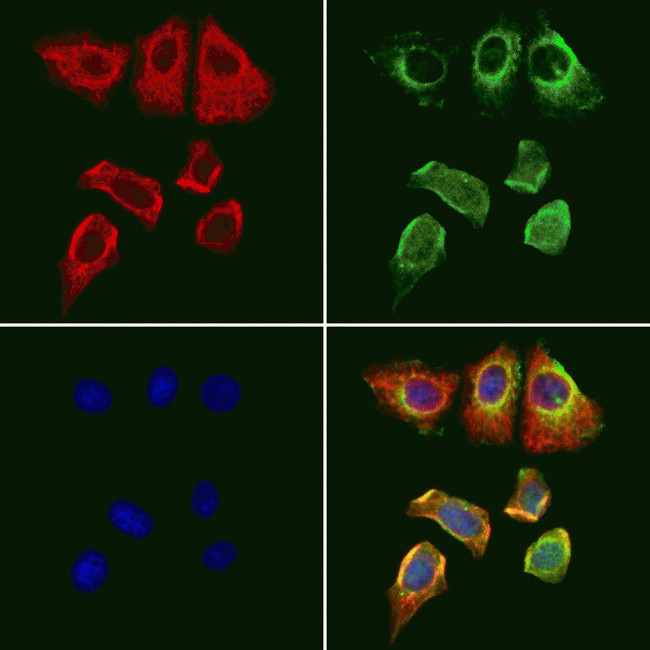 GPX4 Antibody in Immunocytochemistry (ICC/IF)