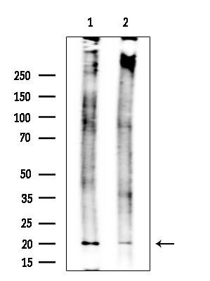 GPX4 Antibody in Western Blot (WB)