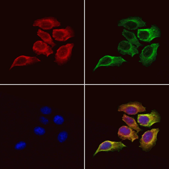 RCAS1 Antibody in Immunocytochemistry (ICC/IF)