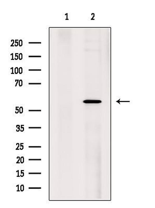 U2AF2 Antibody in Western Blot (WB)