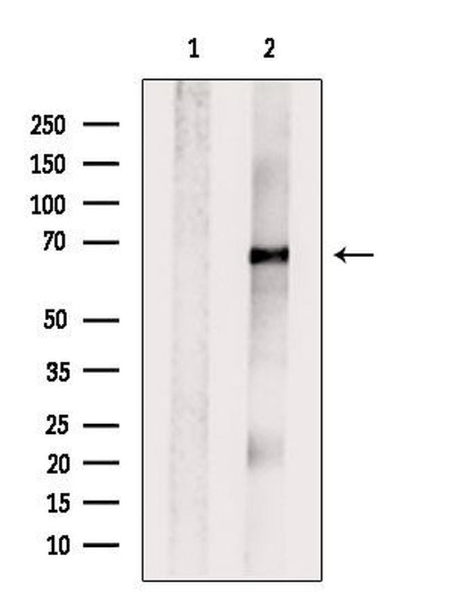 Glypican 3 Antibody in Western Blot (WB)