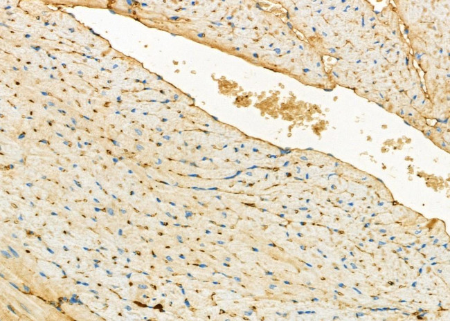 ODC1 Antibody in Immunohistochemistry (Paraffin) (IHC (P))