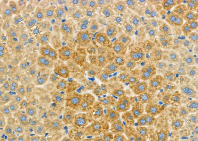 UBE2D1 Antibody in Immunohistochemistry (Paraffin) (IHC (P))