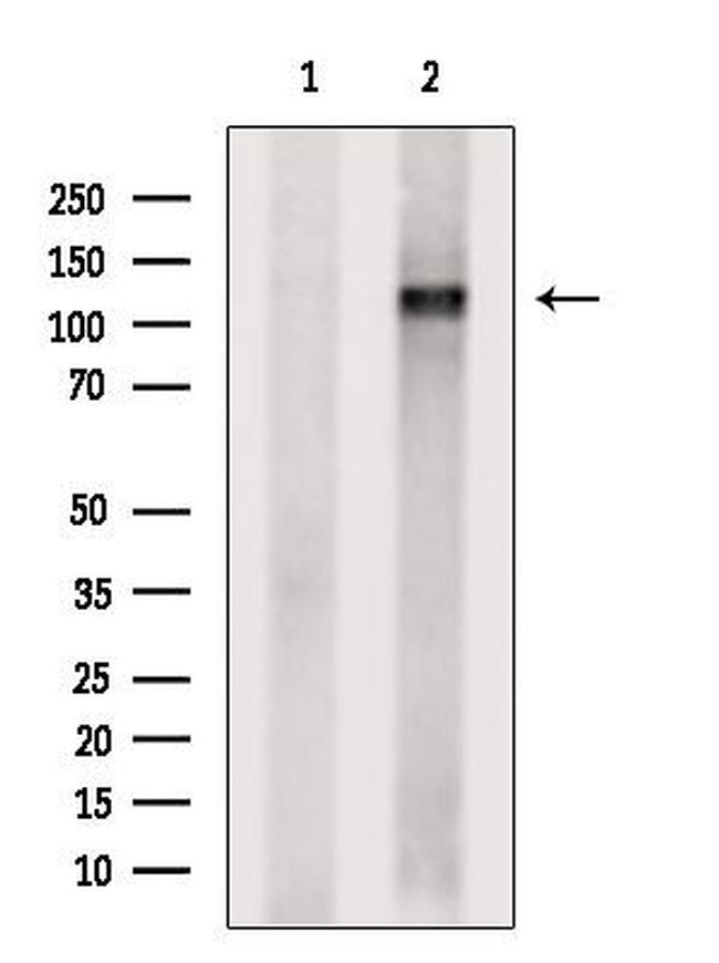 IPO5 Antibody in Western Blot (WB)