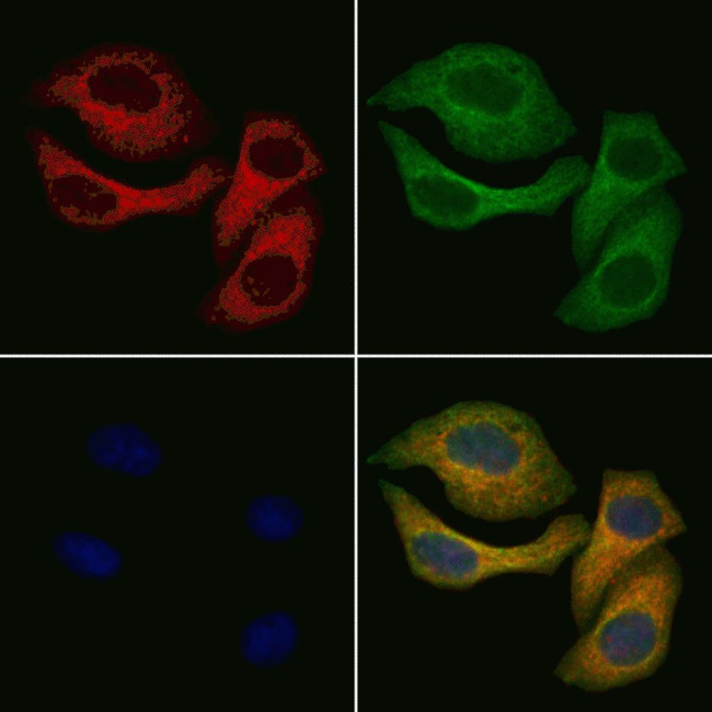 CDA Antibody in Immunocytochemistry (ICC/IF)