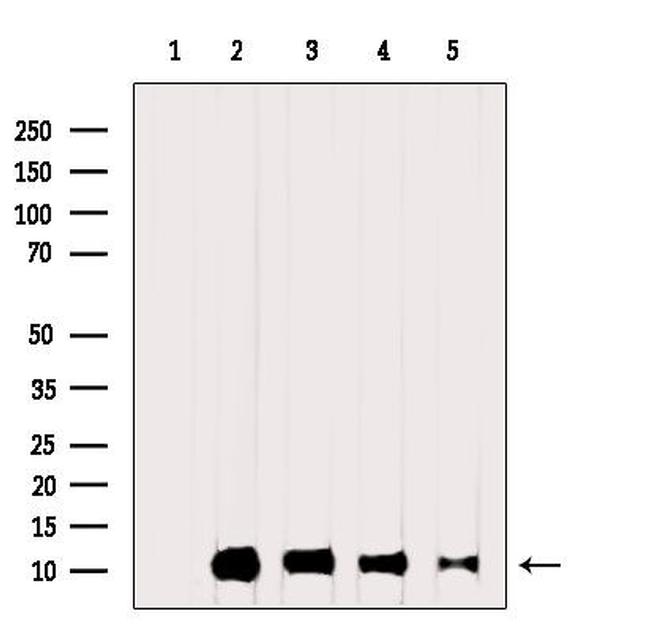 Ubiquitin Antibody in Western Blot (WB)