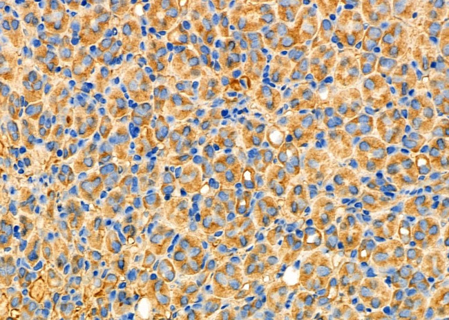 ADH5 Antibody in Immunohistochemistry (Paraffin) (IHC (P))