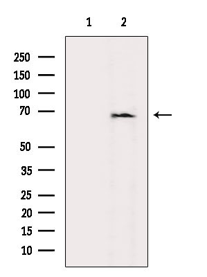 CD150 Antibody in Western Blot (WB)