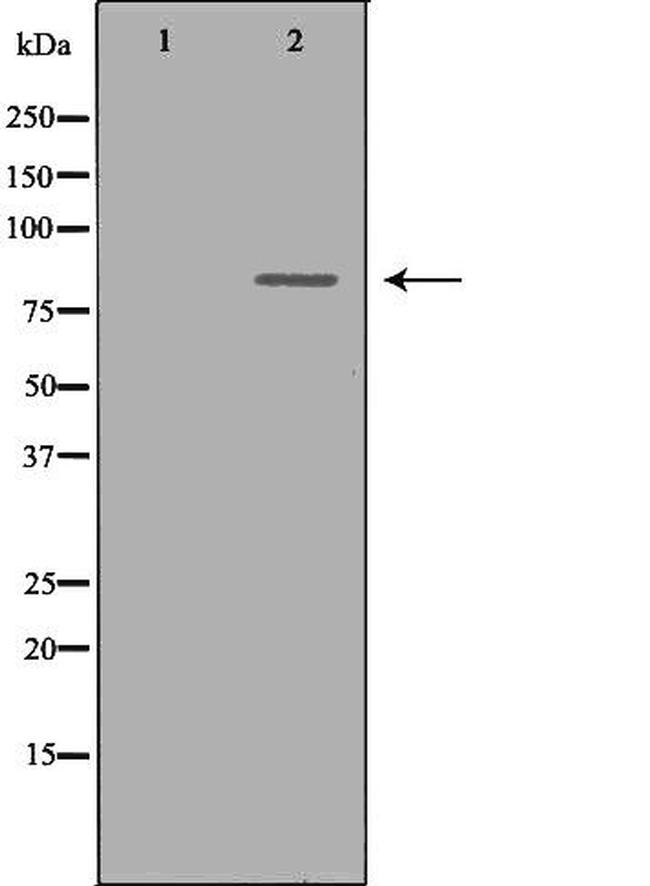 Cyclin T1 Antibody in Western Blot (WB)