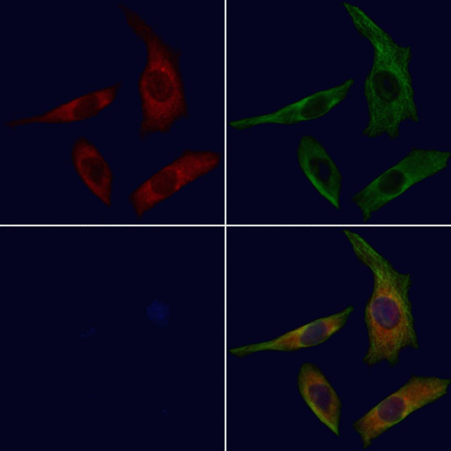 NCF4 Antibody in Immunocytochemistry (ICC/IF)