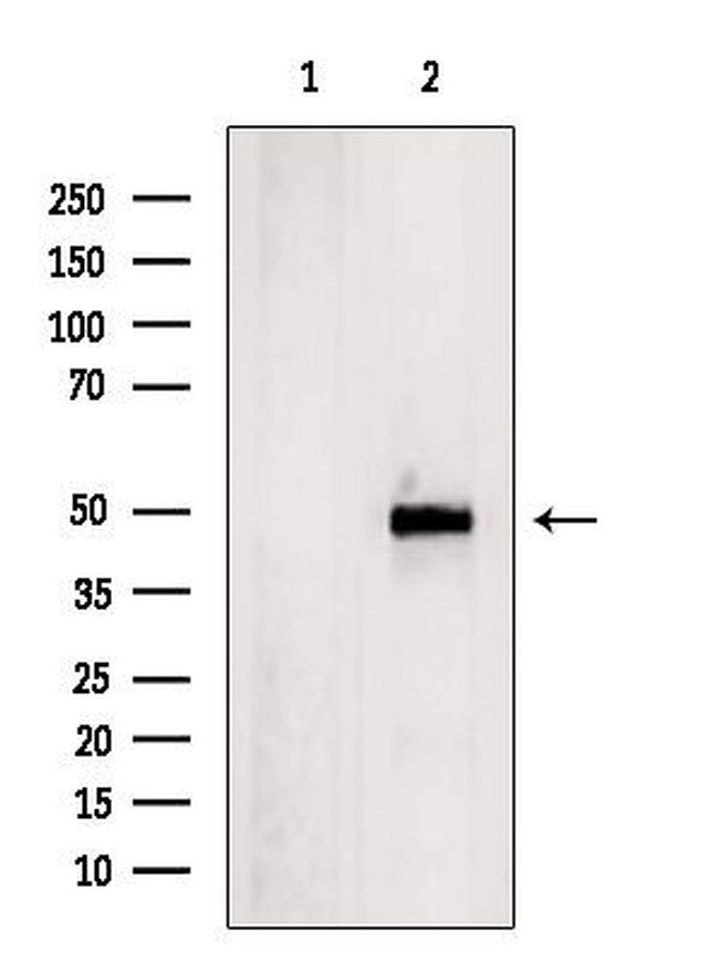 TNFRSF11B Antibody in Western Blot (WB)