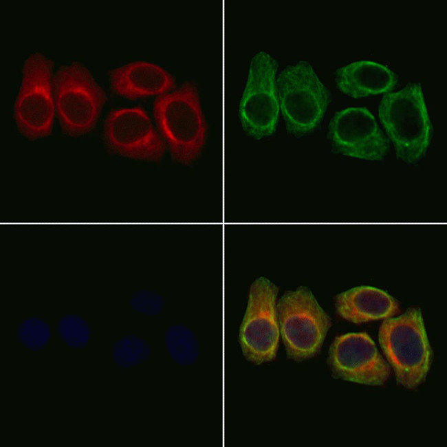 PDE1B Antibody in Immunocytochemistry (ICC/IF)