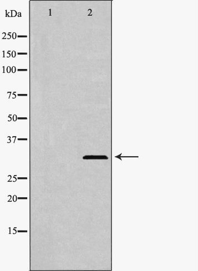 TRAIL Antibody in Western Blot (WB)