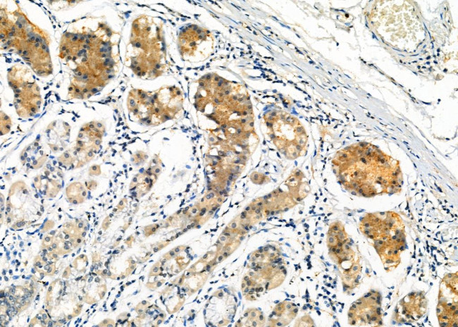 NUMBL Antibody in Immunohistochemistry (Paraffin) (IHC (P))