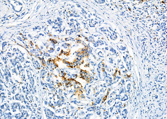 NUMBL Antibody in Immunohistochemistry (Paraffin) (IHC (P))