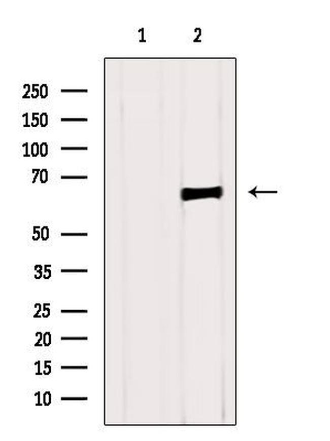 NUMBL Antibody in Western Blot (WB)