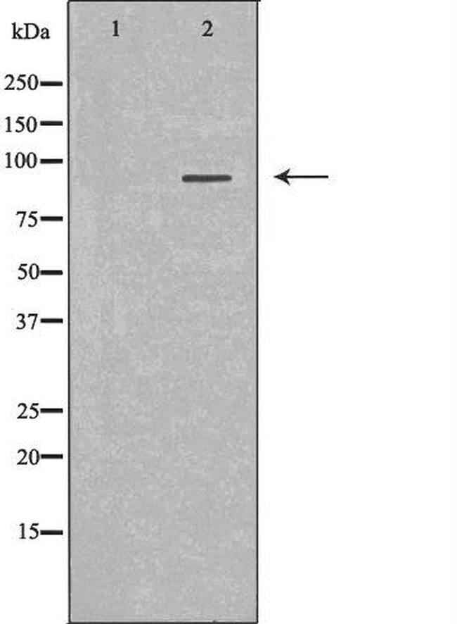 MALT1 Antibody in Western Blot (WB)