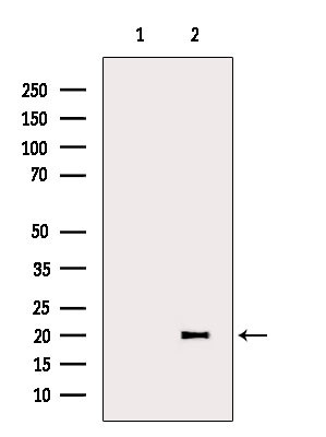 REG3G Antibody in Western Blot (WB)