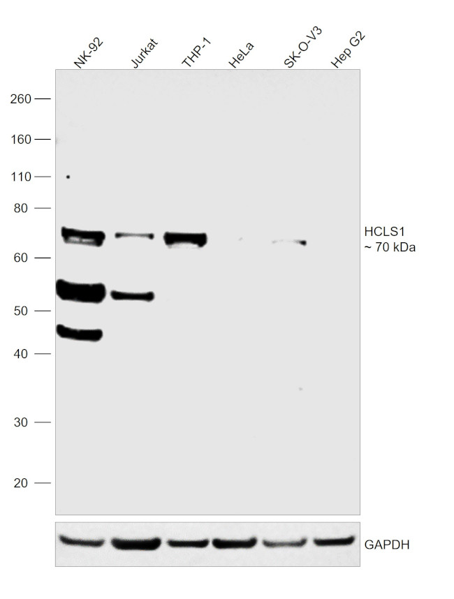 HCLS1 Antibody in Western Blot (WB)