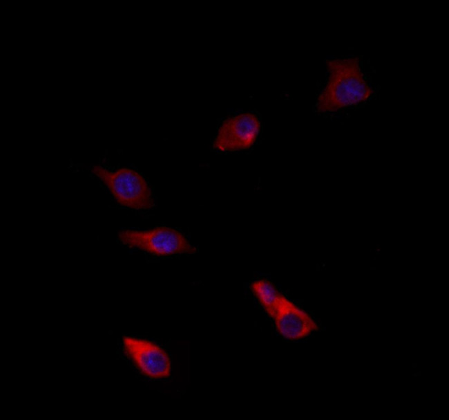 BNP Antibody in Immunocytochemistry (ICC/IF)