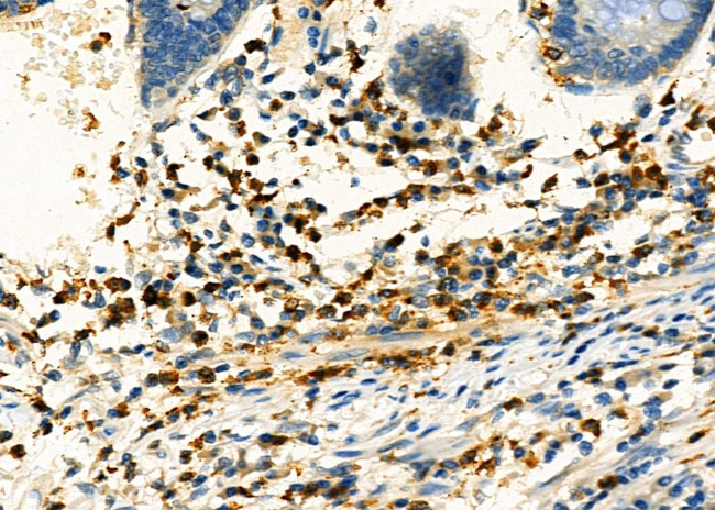 PP1 alpha Antibody in Immunohistochemistry (Paraffin) (IHC (P))