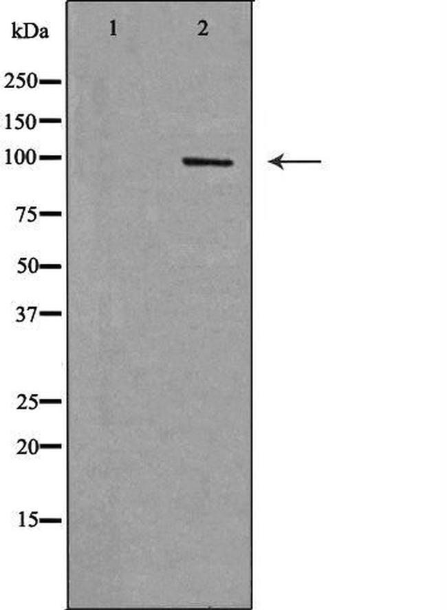 RAPGEF3 Antibody in Western Blot (WB)