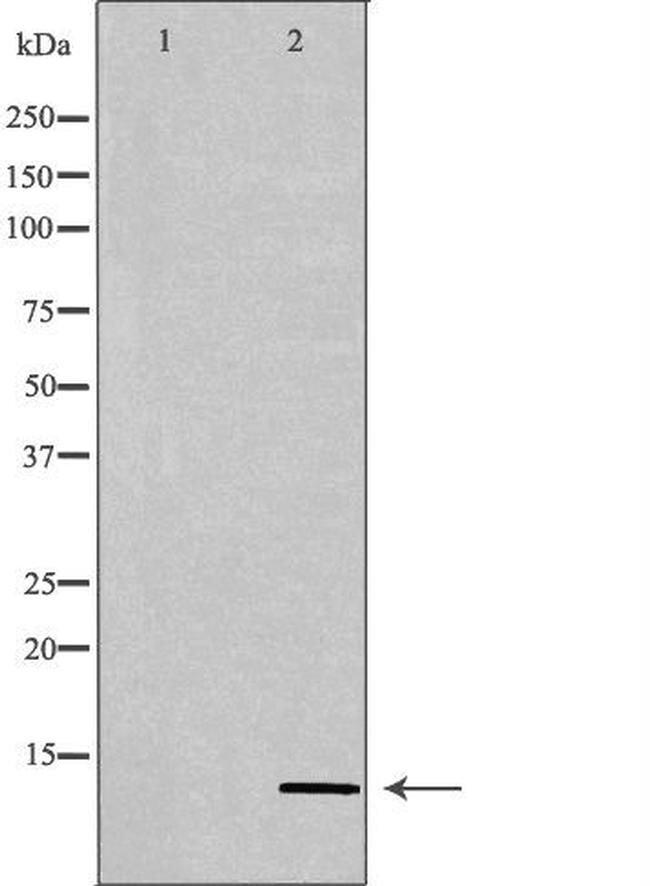 PATE3 Antibody in Western Blot (WB)